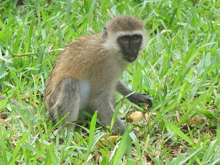 Kenya 129